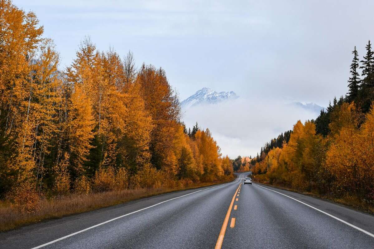 road between autumn trees